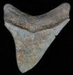 Juvenile Megalodon Tooth - Great Serrations & Tip #63929-1